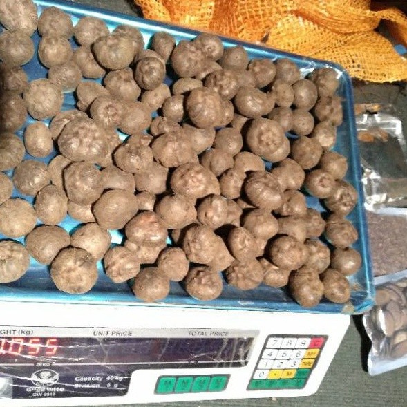 TERLARIS BIBIT PORANG KATAK SUPER 1 Kg terlaris dan viral