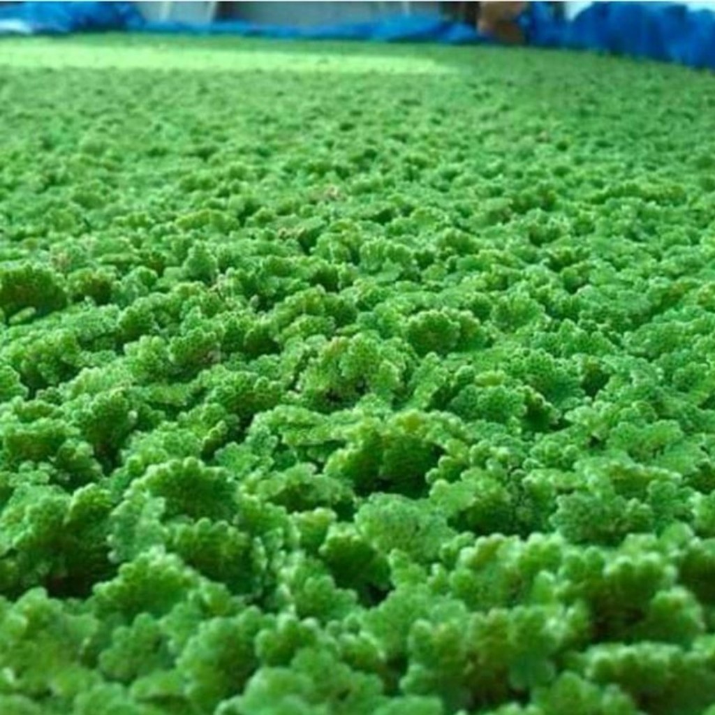 Azolla Segar Hidup | Pupuk Organik | Pakan Ternak Ikan Lele Ayam Bebek