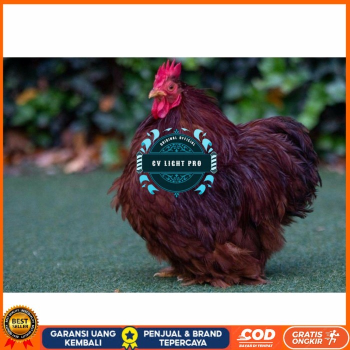 

Telur ayam hias bantam chocin fertil asli siap ditetaskan - bantam chocin CV LIGHT PRO
