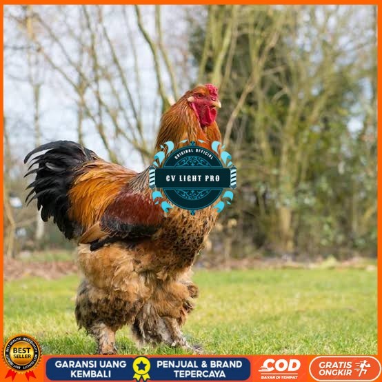 

Telur ayam brahma jumbo / telur ayam hias / telur fertil siap tetas CV LIGHT PRO