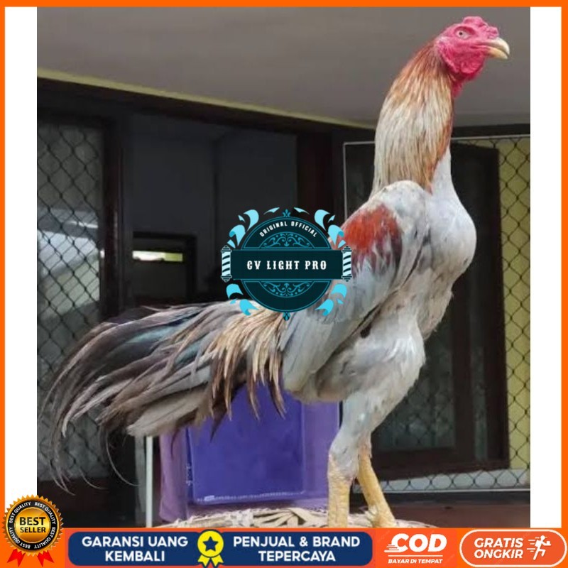 

Telur Ayam Bangkok Pakhoy kwalitas super telor Burung Hias untuk di tetaskan CV LIGHT PRO