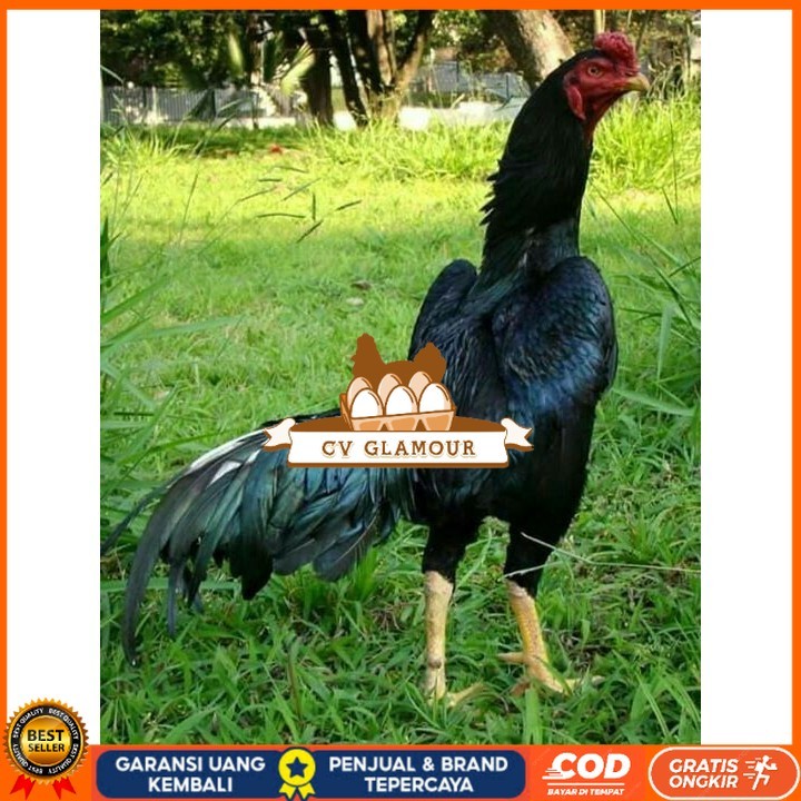

Telur ayam bangkok shamo jepang / ayam petarung aduan siap ditetaskan CV GLAMOUR
