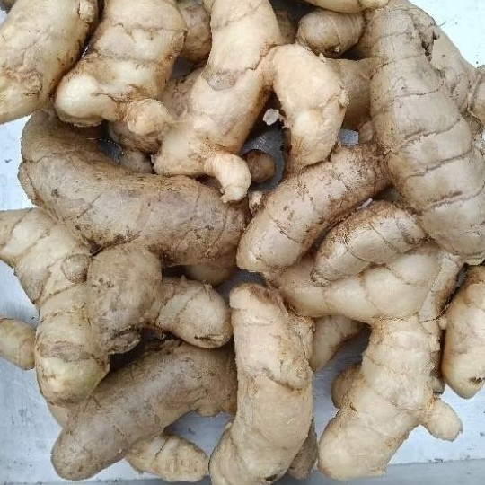 

KUNYIT putih dan bersih. temu putih asli alami 1000 gram