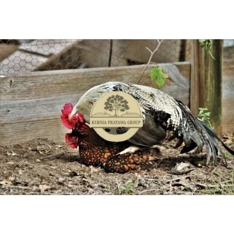 

TELUR AYAM AK LAYER PETELUR UNTUK DI TETASKAN KURNIA PRATAMA GROUP