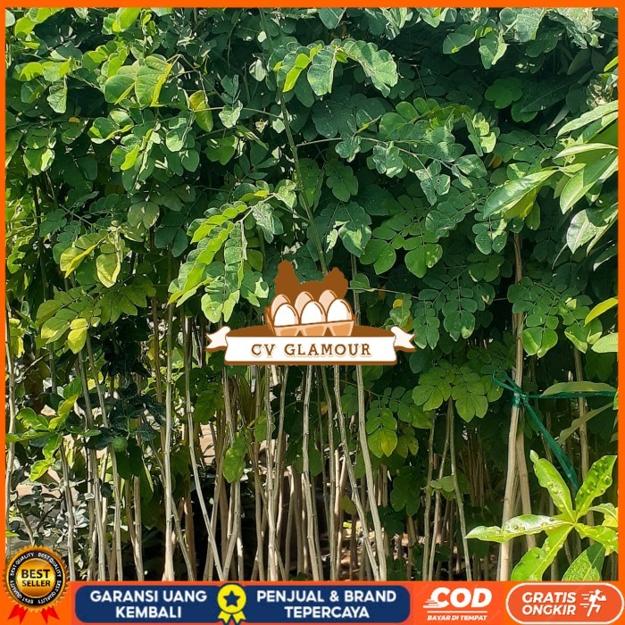 Bibit Trembesi Ukuran 150-180cm Batang Besar | Bibit Pohon Trembesi Keduh Penghijauan | Bibit Tanama