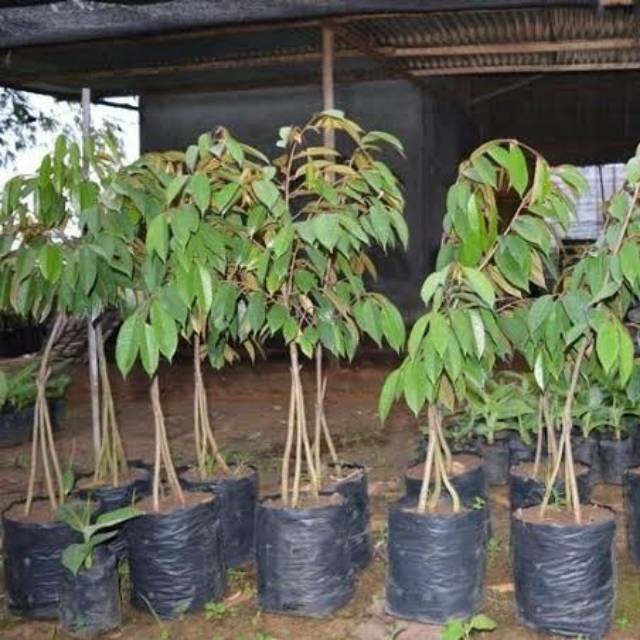 Bibit Durian Musangking Kaki 3 Cepat Berbuah