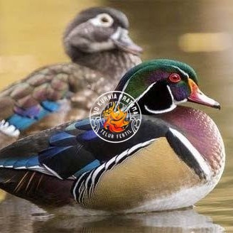 

Telur bebek hias caroline duck fertil siap ditetaskan Langsung UD KURNIA PRATAMA