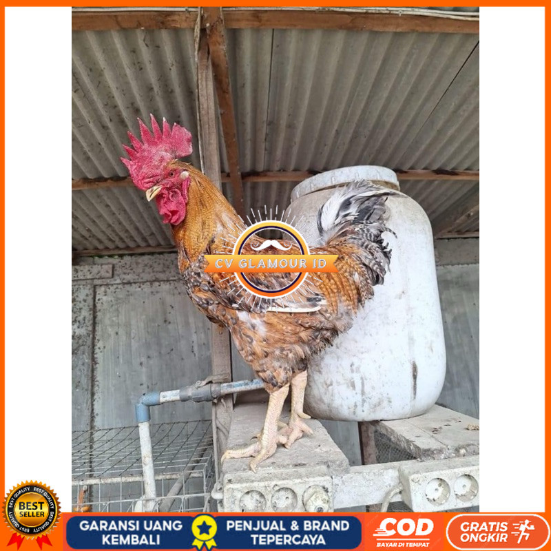 

TELUR FERTIL AYAM LARMOD 2 UNTUK DI TETASKAN CV GLAMOUR ID