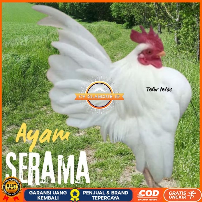 

telur ayam Serama kontes asli bisa untuk di tetaskan original berkualitas CV GLAMOUR ID