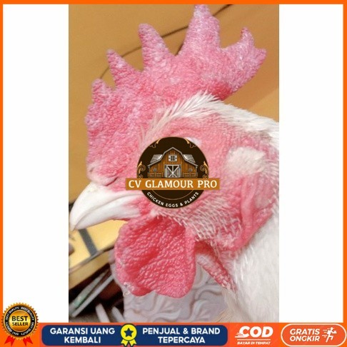 

Telur ayam hias bangkok albino mata merah fertil asli siap ditetaskan - ayam albino CV GLAMOUR PRO
