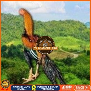 

telur ayam ekor lidi original bisa untuk di tetaskan terlaris CV GLAMOUR PRO