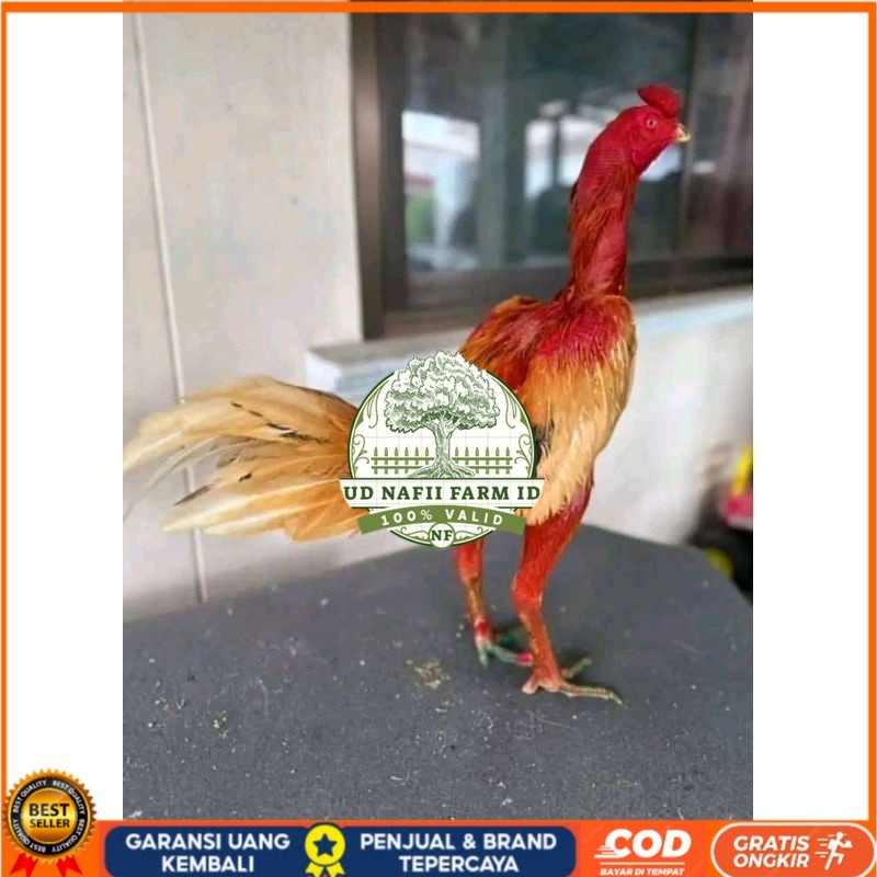 

TELUR FERTIL PLUCKER ORIGINAL UD NAFII FARM ID