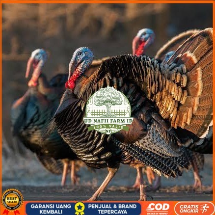 

Telur ayam kalkun jumbo / telur ayam hias / telur fertil siap cod UD NAFII FARM ID