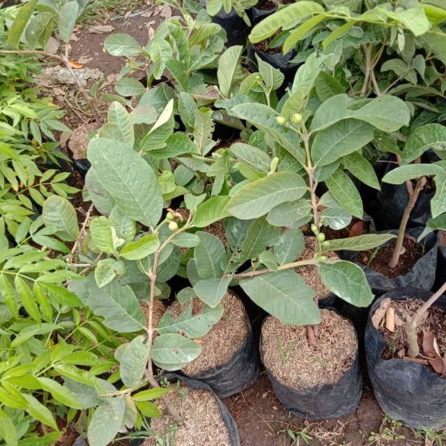 BIBIT JAMBU BIJI BANGKOK MERAH CANGKOK
