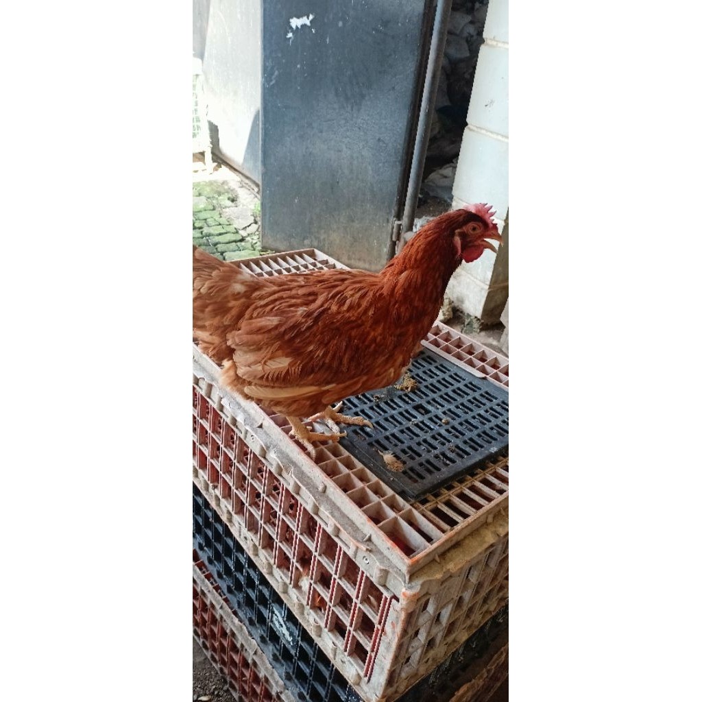 ayam ras petelur produksi sudah full vaksin/ayam petelur remaja