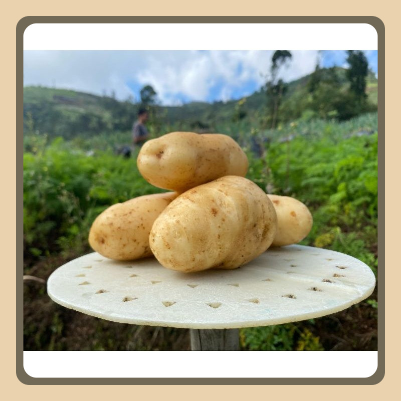 

Kentang Dieng 1kg | BESAR - SEDANG - KECIL - mini (mini isi 41 - 100) | Kentang Dieng - Tani Syukur 165