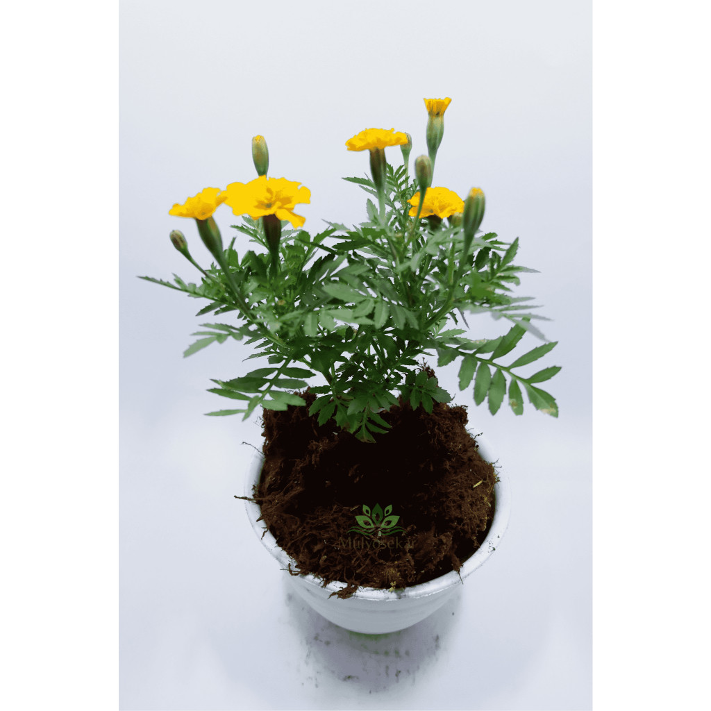 Tanaman Hias Bunga Kenikir Kuning Orange Tropis