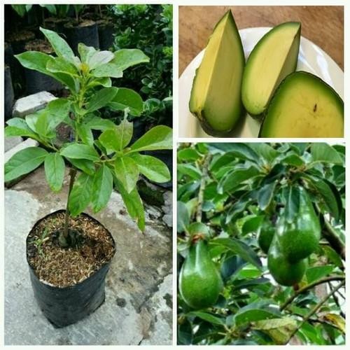 COD Bibit Alpukat Tanpa Biji Kualitas Unggul Terlaris