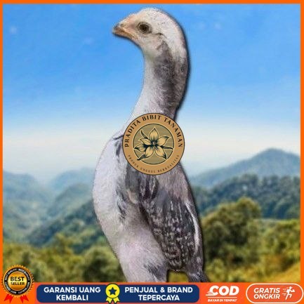 

telur tetas ayam shamo hitam PRADITA BIBIT TANAMAN