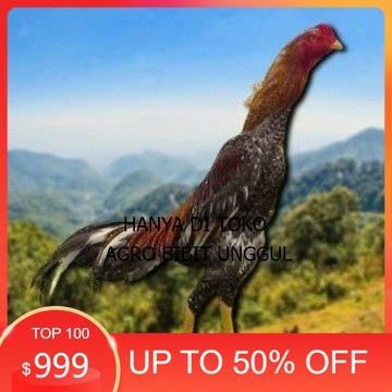 

telur tetas ayam shamo besar agro.bibit.unggul
