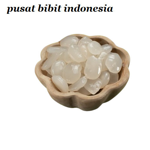 

PROMO SEGAR kolang Kaling/caruluk Fresh 1kg ready