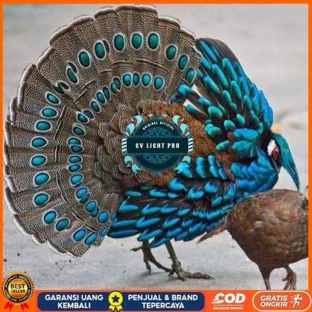 

Telur ayam hias ringneck palawan pheasant fertil bisa ditetaskan Langsung CV LIGHT PRO