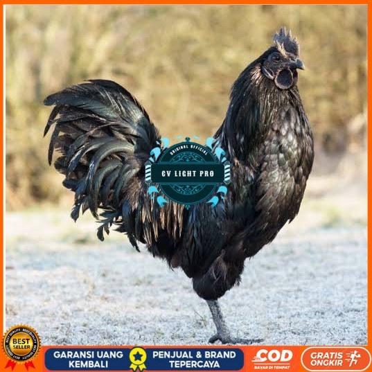 

Telur ayam cemani / telur ayam hias / telur fertil siap tetas CV LIGHT PRO