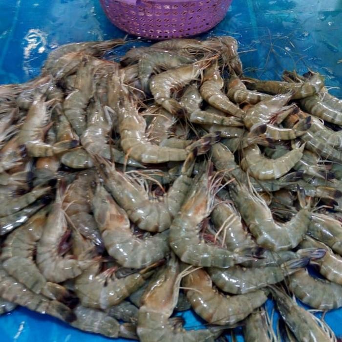 

Udang Tiger Kecil 1 kg