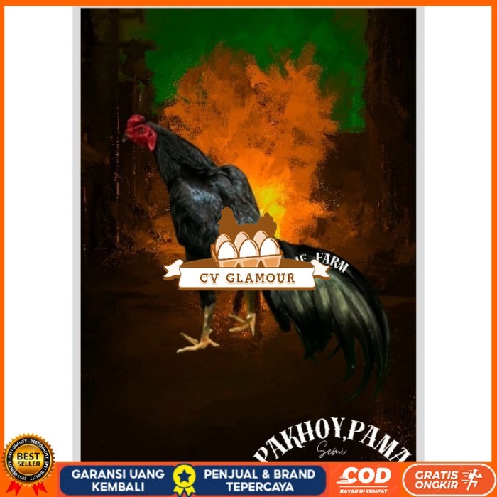 

Telur Ayam Pakhoy X Pama Vertil Siap Di Tetaskan Jaminan Super Oiginal Bergaransi CV GLAMOUR