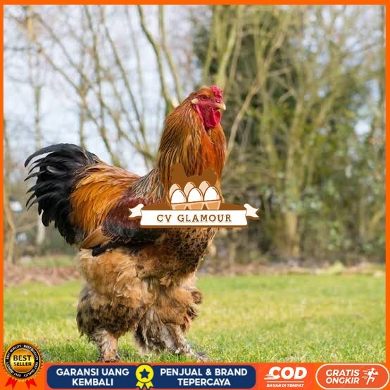 

Telur ayam brahma jumbo / telur ayam hias / telur fertil siap tetas CV GLAMOUR