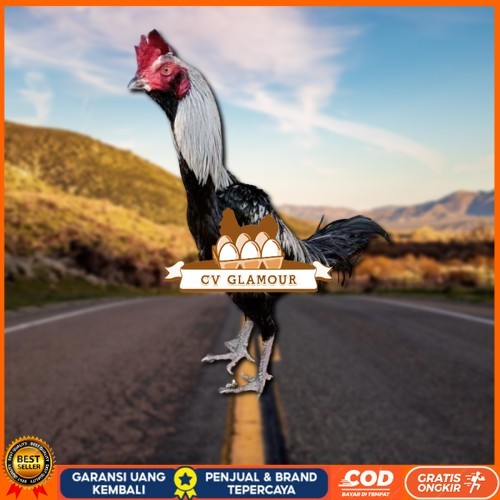 

PAMA IQ TELUR FERTIL PROMO BESAR" AN CV GLAMOUR