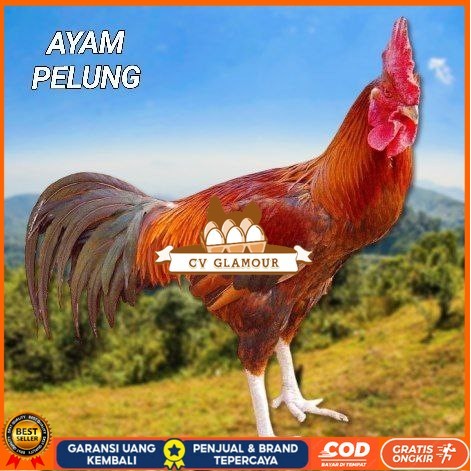 

telur ayam pelung jumbo super untuk di tetaskan CV GLAMOUR