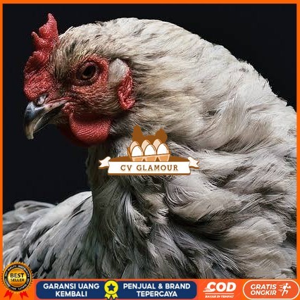 

Telur ayam arab / telur ayam hias / telur fertil siap cod CV GLAMOUR
