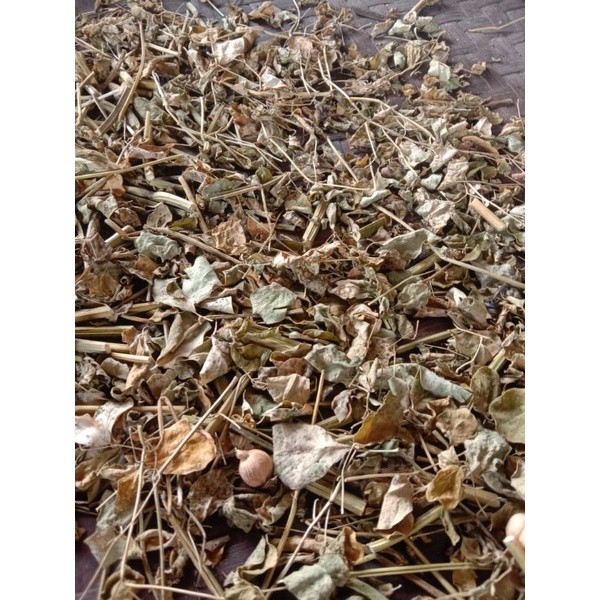 

DAUN KELOR KERING 1 PLASTIK (teh daun kelor) OBAT PERADANGAN DAN PENGURANGAN LEMAK AR