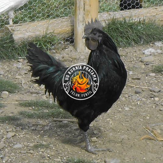 

Telur ayam hias cemani lidah hitam siap ditetaskan - ayam cemani UD KURNIA PRATAMA