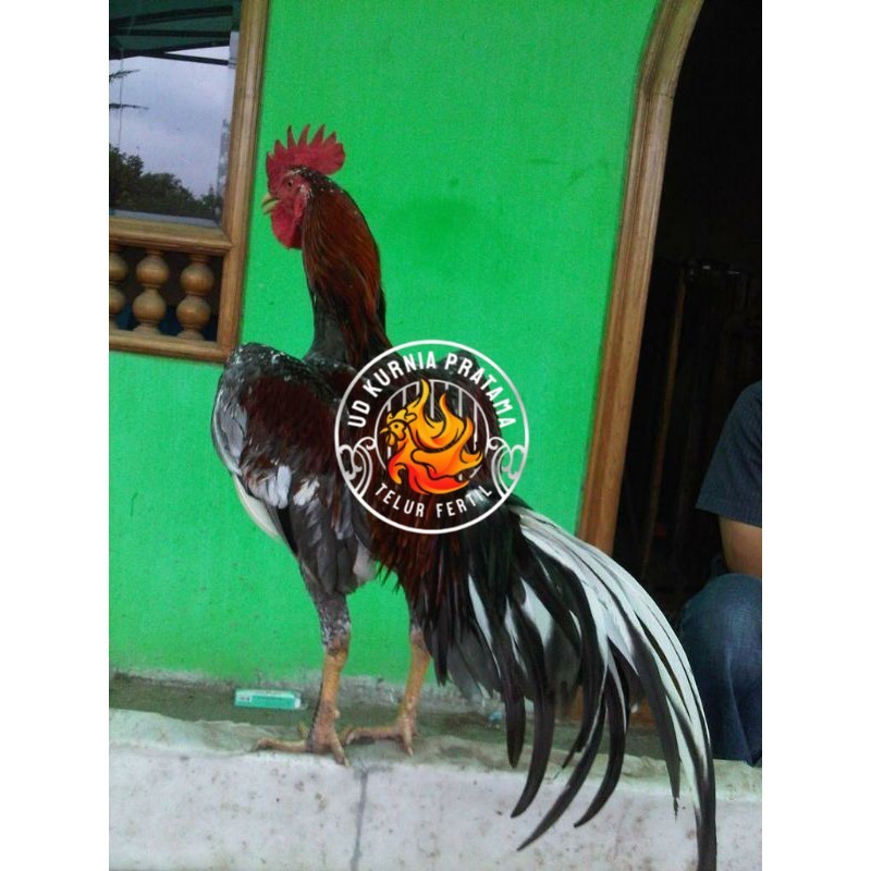 

TELUR AYAM BIRMA JOPER / AYAM BIRMA X RAS JAWA SUPER BESAR UNTUK DI TETASKAN UD KURNIA PRATAMA