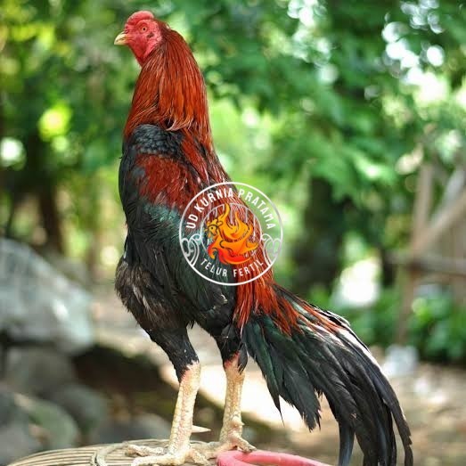 

Telur ayam bangkok pakhoy petarung aduan fertil siap ditetaskan UD KURNIA PRATAMA