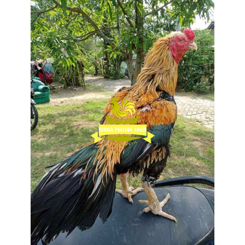 

TELUR FERTIL AYAM BANGKOK KLASIK JUMBO UNTUK DI TETASKAN KURNIA PRATAMA ABADI