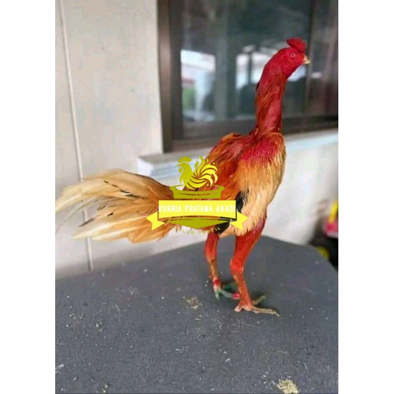 

TELUR FERTIL PLUCKER ORIGINAL KURNIA PRATAMA ABADI