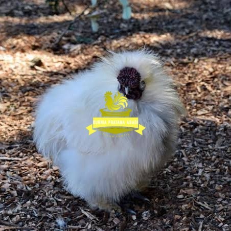 

Telur ayam kapas / telur ayam hias / telur fertil siap cod KURNIA PRATAMA ABADI