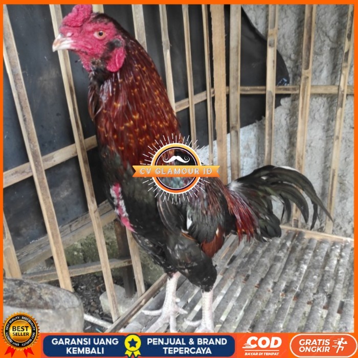 

Telur ayam bangkok birma fertil / ayam petarung aduan bisa ditetaskan Langsung CV GLAMOUR ID