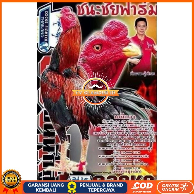 

Telur fertil ayam pakhoy trah maneedaeng / COD CV GLAMOUR ID
