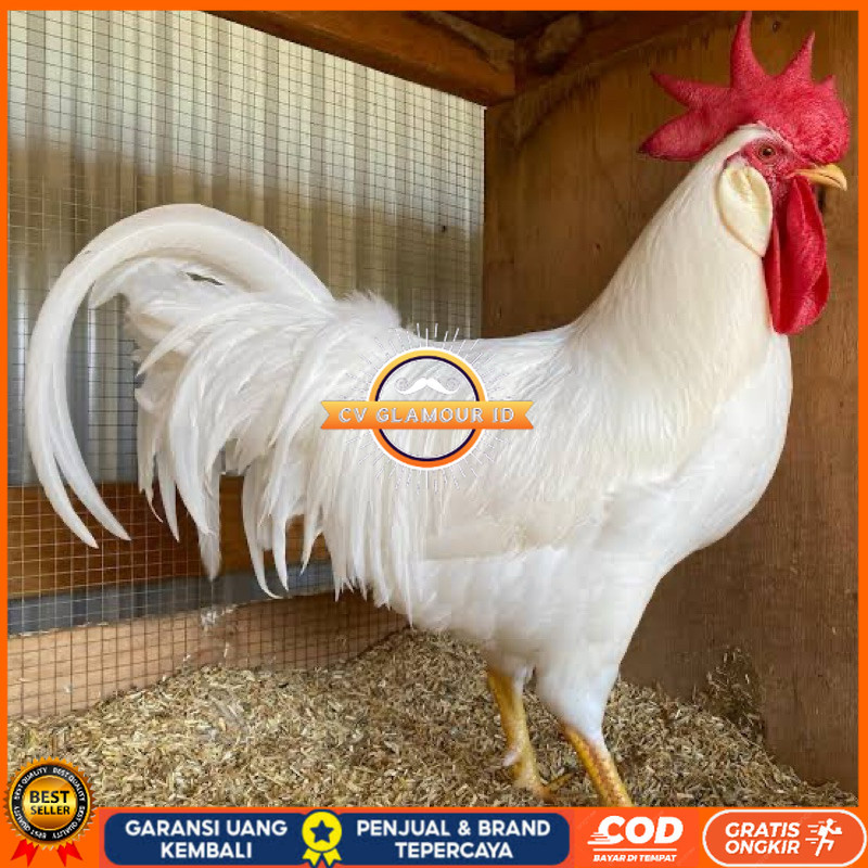 

TELUR FERTIL AYAM WHITE LEGHORN PETELUR HANDAL UNTUK DI TETASKAN CV GLAMOUR ID