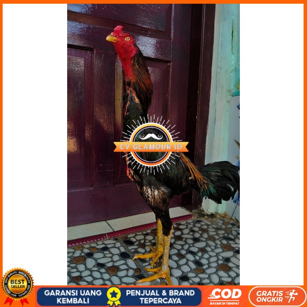 

Telur ayam bangkok shamo jepang / ayam petarung aduan untuk ditetaskan CV GLAMOUR ID