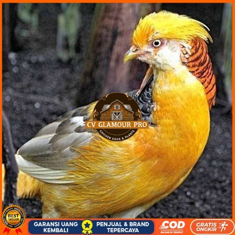 

Telur ayam hias ringneck yellow pheasant fertil siap ditetaskan CV GLAMOUR PRO