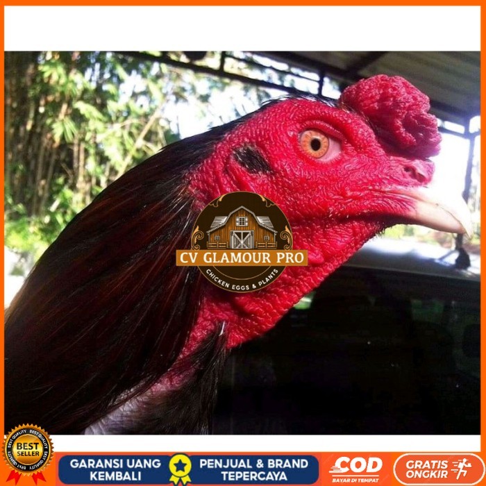 

Telur ayam bangkok ekor lidi terbaru terlaris CV GLAMOUR PRO