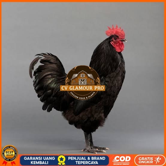

Telur ayam hias black australorp fertil siap ditetaskan CV GLAMOUR PRO