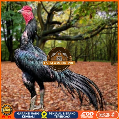 

Telur Ayam Pakhoy Super Vertil Siap Di Tetaskan Jaminan Super Oiginal Bergaransi super CV GLAMOUR PRO