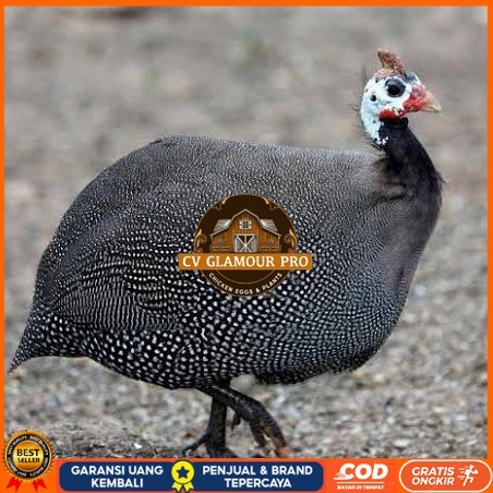 

Telur ayam mutiara / telur ayam hias / telur fertil siap kirim CV GLAMOUR PRO