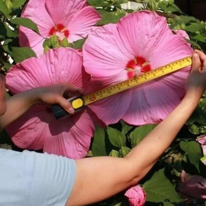 PP Benih Bunga SEPATU MIX / Kembang SEPATU / Hibiscus RAKSASA import